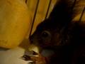 videos de Ribena the squirrel eating pear