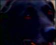 AX  CLASSIC - PHANTOM BLACK DOGS PART 1
