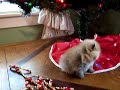 Under tree
