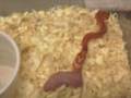 Snake-breed-nakweek