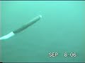 razor clam peruvian swimming