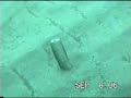 razor clam peruvian swimming