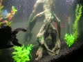 Aquario atualizado com novo tronco. 