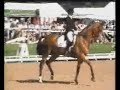 dressage - marzog