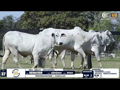 2� DE OLHO NA FAZENDA NELORE SESMARIAS