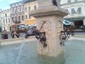 Cieszy?skie Go??bie / Pidgeons from Cieszyn