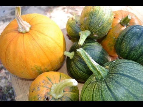 how to grow your own pumpkin patch
