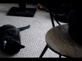 Snowed in!  Onyx the cat plays with catnip toy