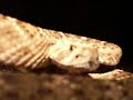 found 091206 nw of mesa, arizona by bryan hughes, arizona herpetological association.