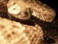 found 091206 nw of mesa, arizona by bryan hughes, arizona herpetological association.