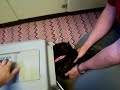 Kitty versus the cat carrier