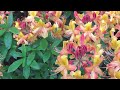 Die Rhododendronblüte in Hannover - gesehen von Thilo - der Stöckener Friedhof im Frühling - HD