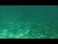 Saint Barts Shark