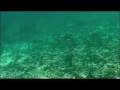 videos de Saint Barts Shark