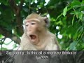 Animals and Birds : Cambodia