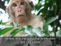 Animals and Birds : Cambodia