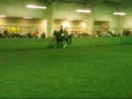 Cornell Horse Show Part 5