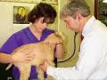 lakeland-terrier-maddies-life-in-pictures-with-captions.html