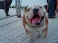 Yasmin y un Bulldog