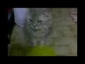 my lazy cat, Prince