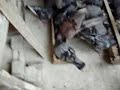 PALOMAS BUCHONAS:  NODRIZAS COMIENDO