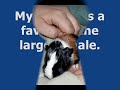 Hazel the Guinea Pig gives Birth to 8 Babies