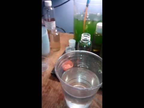 how to grow zooplankton