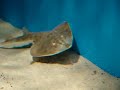Shovel Nosed Guitar Fish at the Birch Aquarium