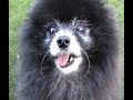 mr-darcy-dreams-of-miss-sarie-senior-pomeranians.html