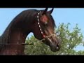 marwan al shaqab marwan al shaqab