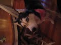 Husky Dog Talking II - I love u Husky Dog Talking II - I love u