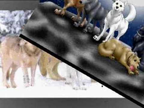 kiba wolf