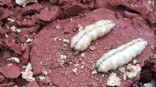 2 Termite Queens in the same  Termite colony iphon