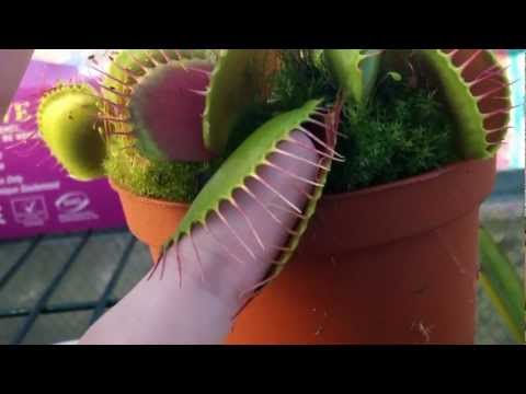 how to replant a venus fly trap