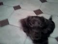 sausage dog missy