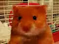 EL RATON VACILON