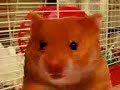 EL RATON VACILON