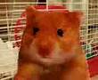 EL RATON VACILON