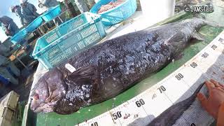 駿河湾の“ヨコヅナ”　海洋機構、巨大深海魚を発見