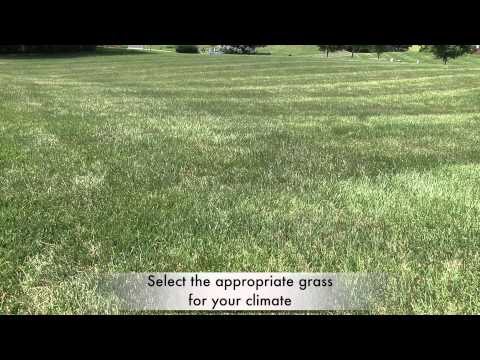 how to dye zoysia grass