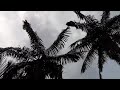 I uploaded a @YouTube video http://t.co/4i3VSJkN Bats of Sydney 13