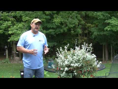 how to fertilize weigela bush