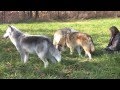 Magpie, Illiamna and Abraham at Wolf Park