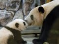 Panda 　パンダ　白浜ワールドサファリ