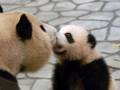 Panda 　パンダ　白浜ワールドサファリ
