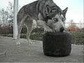 Are You Sure You Want A Husky?
