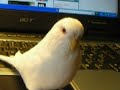 Curious Budgie