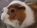guinea pig ??????????????????????