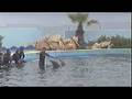 videos de JOANNE FERMOR WITH DOLPHINS