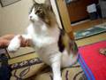 おかわりも覚えた猫　メインクーンのマリーちゃん（The cat which also remembered a sec）
